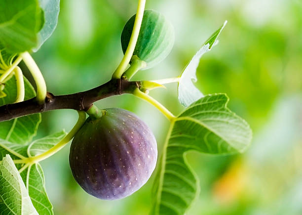 Product: Fig Tree